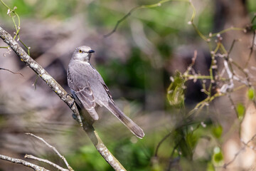 Northern Mockingbird resting on a tree branch in Texas