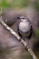 Northern Mockingbird resting on a tree branch in Texas