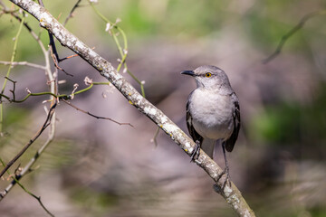 Northern Mockingbird resting on a tree branch in Texas