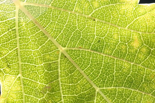 hoja de parra madurando o marchitandose, colores rojos, cafes y verdes, close up macro