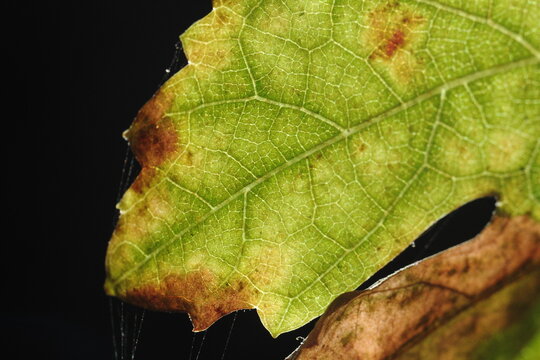 hoja de parra madurando o marchitandose, colores rojos, cafes y verdes, close up macro