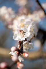 beautiful cherry flowers close up