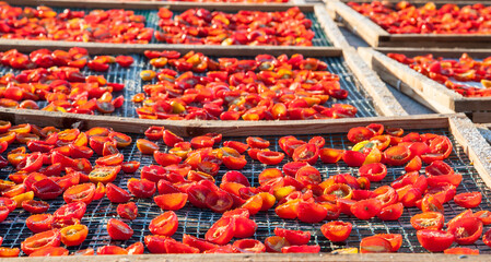 Cut tomatoes on nets for the sun drying process