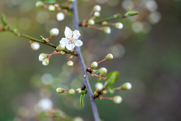 beautiful flowers on a tree close-up. early spring