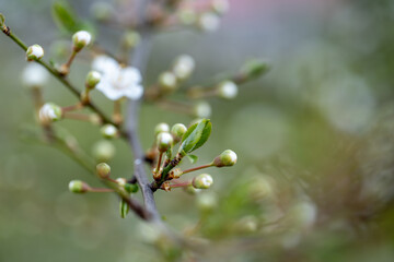 beautiful young flowers just blooming on a branch close-up, early spring