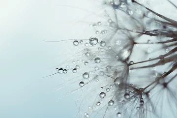  Macro nature abstract background. Beautiful dew drops on dandelion seed macro. soft background. Water drops on parachutes dandelion. Copy space. soft selective focus on water droplets. circular shape © Serenkonata