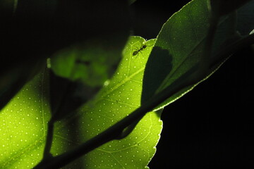 horiga caminando dobre hoja o sobre rama de arbol, fondo verde bokeh, silueta de hormiga