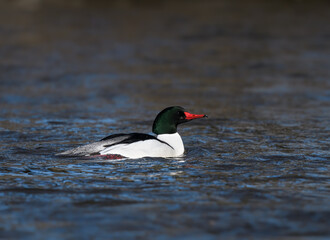Common Merganser Swimming in River in Winter