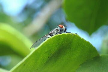 mosca sobre hoja de limon