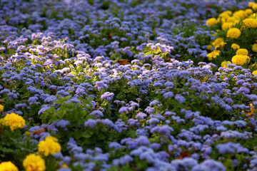 A flower bed planted with yellow and lilac illuminated by the rays of the sun