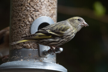 Female siskin (Carduelis spinus)