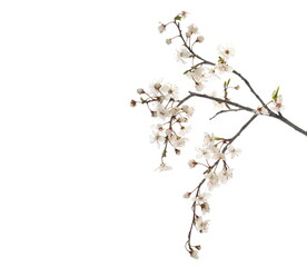 Blooming wild plum tree flowers in spring isolated on white background