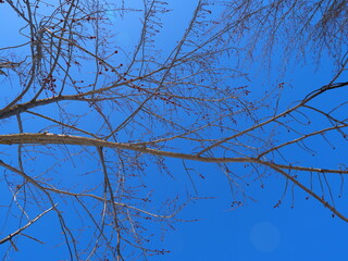 branches against blue sky