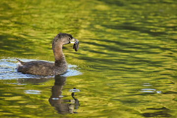 pied-billed grebe (Podilymbus podiceps antarcticus) fighting with a young eel