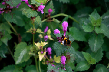 Bee among flowers in a spring day