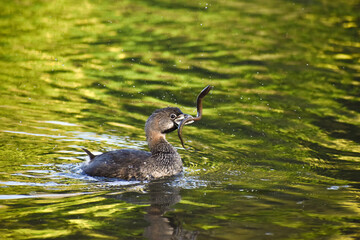 pied-billed grebe (Podilymbus podiceps antarcticus) fighting with a young eel