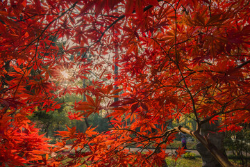 autumn in the park