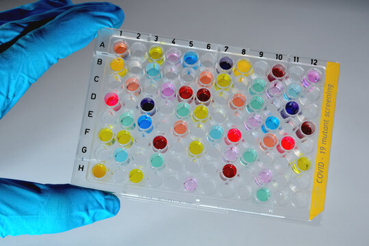 Covid-19 Sample Plate Mutant Screening Colorful - Scientist Holding A High Throughput 96 Well Microtiter Plate