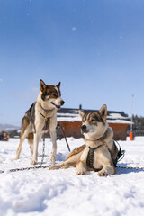 Husky dogs on winter day outdoors in Lapland, Finland