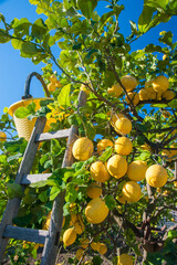 Lemon harvest time: wooden ladder and a pail on a citrus grove during harvest time in Sicily - 422179716