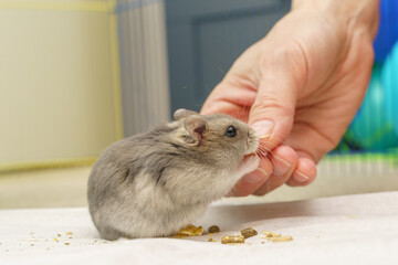 Hamster Reaching for a Seed