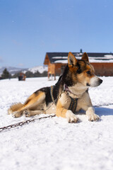 Husky dog on winter day outdoors in Lapland, Finland