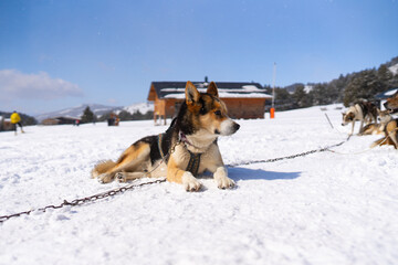 Husky dog on winter day outdoors in Lapland, Finland