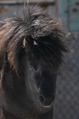 A small black Newfoundland pony stands in a horse pen with a wood fence and snow on a ranch. The breed of domestic animal has a long chestnut mane, dark eyes, and steam coming from its mouth. 