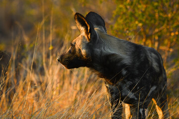 An African wild dog (Lycaon pictus) during a sunrise drive, Kruger National Park, South Africa
