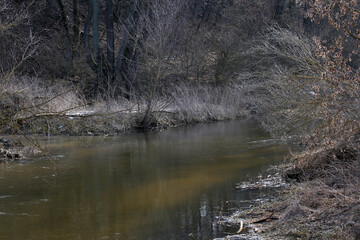 The river in the forest in spring