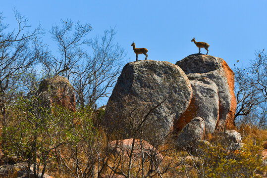 Klipspringers (Oreotragus oreotragus) on rocky outcrops, H10 road, Kruger National Park, South Africa.