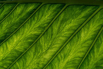 hoja verde mostrando su textura 