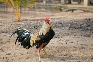 Gallo de Pelea © Ernesto Castro