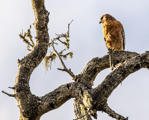 Fototapeta na wymiar Red Shoulder Hawk in dead Oak tree