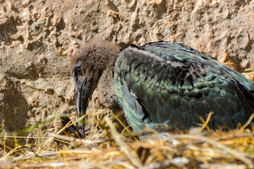 A Waldrapp Ibis Nestling in the rocky nest