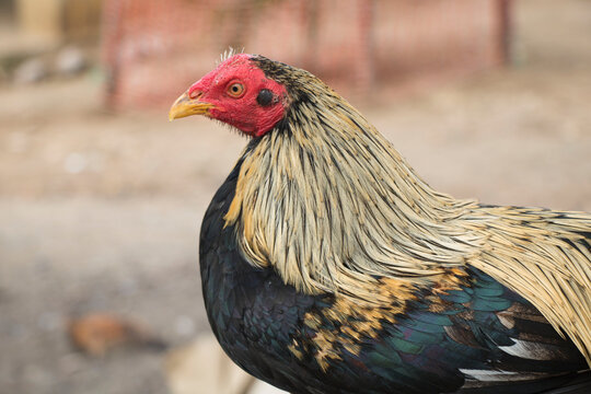Gallo Entrenado para Pelea