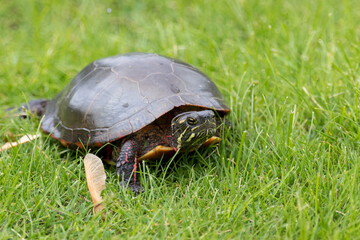 Fototapeta premium Painted turtle making its way slowly through dewy green grass