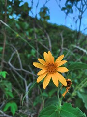 sunflower in the garden