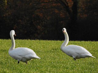 Fototapeta premium Two big white swans on a green field