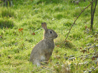 Fototapeta premium Wild rabbit sits on green grass