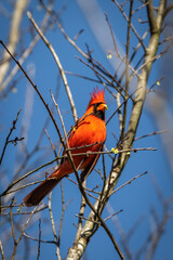 Male Northern Cardinal feeding on blossoms in a tree