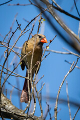 Female Northern Cardinal feeding in a tree foraging the blossoms