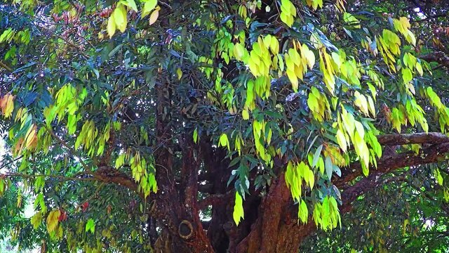 Healthy, Mature Sri Lankan Ironwood Tree with Colorful Leaves