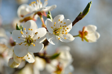 White flowers on the branches of trees in the spring