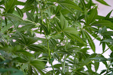 Young inflorescences of medicinal cannabis are blooming indoors.