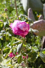 Beautiful pink rose blossom flower during a spring sunset evening