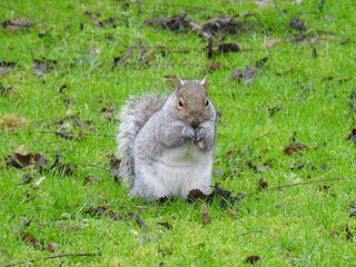 Naklejka na ściany i meble A gray and white red squirrel stands upright on the grass with food