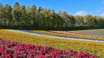 青空バックにカラフルな花々が咲く丘の情景＠富良野、北海道