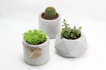 Modern concrete pot isolated on white background. Succulent and cactus plant. three pots next to each other. Decorative geometric flower pot.