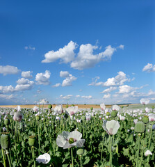 Field of flowers, white opium poppy field, agricultural field, production of poppy seeds in...